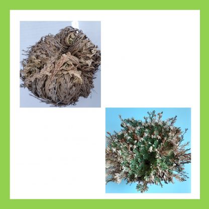 "FALSA" ROSA DI GERICO - Selaginella lepidophylla